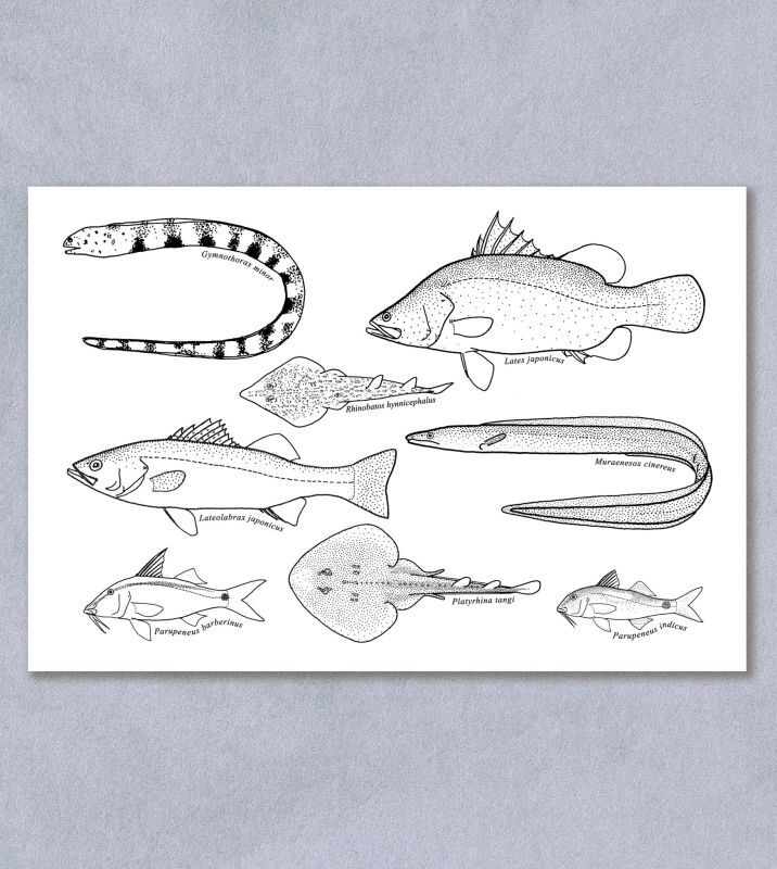 「自然史のイラストレーション〜描いて伝える・描いて楽しむ〜」 ポストカード「大阪湾の魚8種」