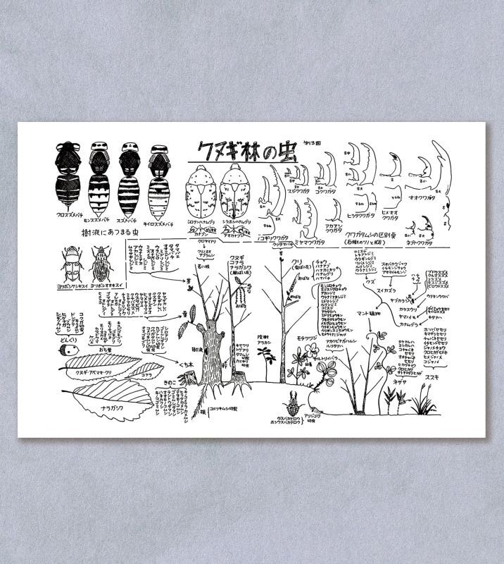「自然史のイラストレーション〜描いて伝える・描いて楽しむ〜」 ポストカード「クヌギ林の虫」