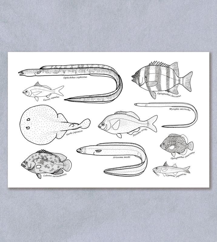 「自然史のイラストレーション〜描いて伝える・描いて楽しむ〜」 ポストカード「大阪湾の魚10種」