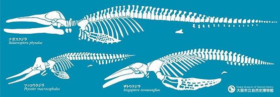 3頭のクジラ手ぬぐい【支援商品】 - 大阪市立自然史博物館友の会ネット