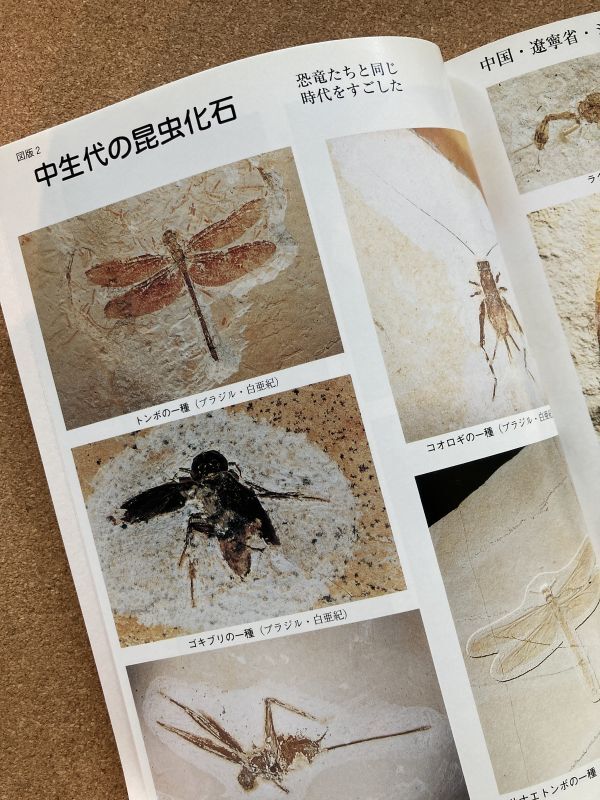 昆虫の化石－虫の4億年と人類－ - 大阪市立自然史博物館友の会ネット