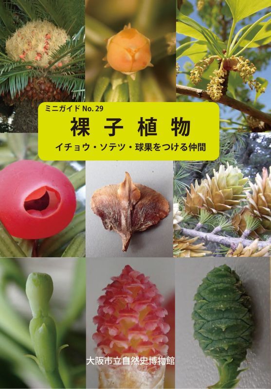 ミニガイドno 29 裸子植物 イチョウ ソテツ 球果をつけるなかま 大阪市立自然史博物館友の会ネットショップ
