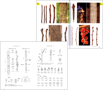 冬の樹木 検索入門 大阪市立自然史博物館友の会ネットショップ